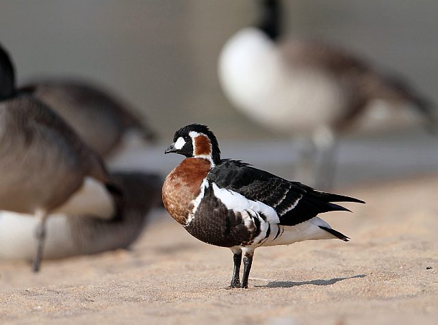 Rothalsgans &copy; Andreas Stern