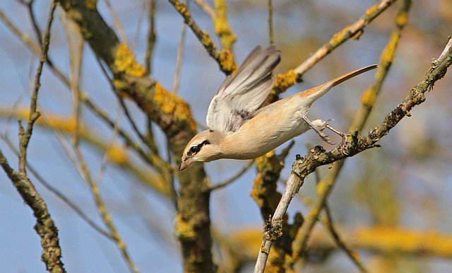 Isabellwürger &copy; Christoph Moning