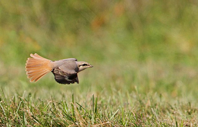 Isabellwürger &copy; Christoph Moning