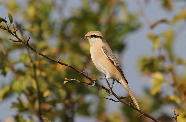 Isabellwürger &copy; Christoph Moning