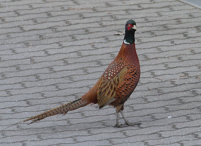 Jagdfasan &copy; Carl-Peter Herbolzheimer