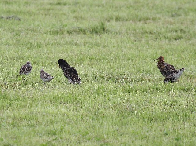 Kampfläufer &copy; Christian Haass
