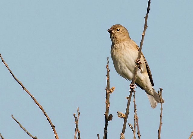 Karmingimpel &copy; Michael Manitz