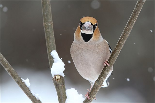 Kernbeißer &copy; Mark Kumke