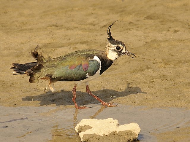 Kiebitz &copy; Friedrich Renner