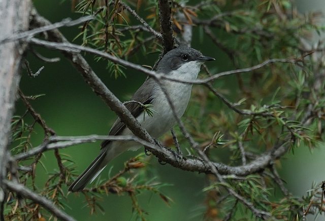 Klappergrasmücke &copy; Thomas Langenberg