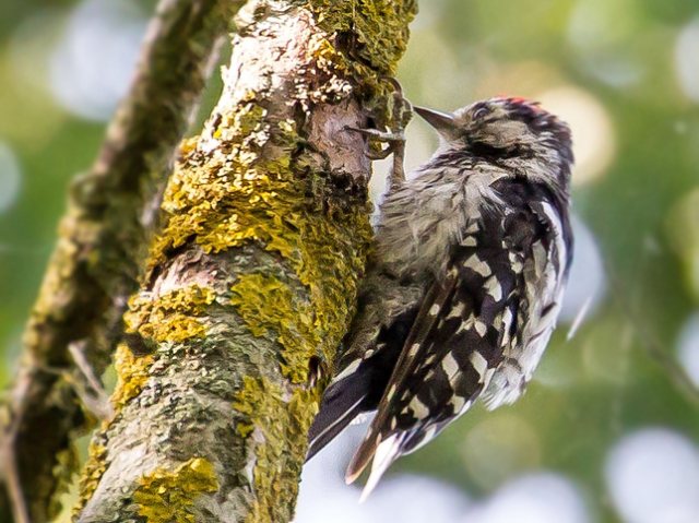 Kleinspecht &copy; Carl-Peter Herbolzheimer