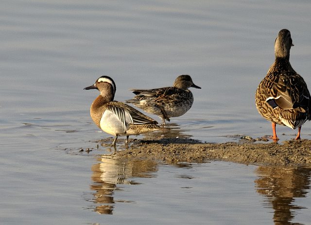 Knäkente &copy; Friedrich Renner