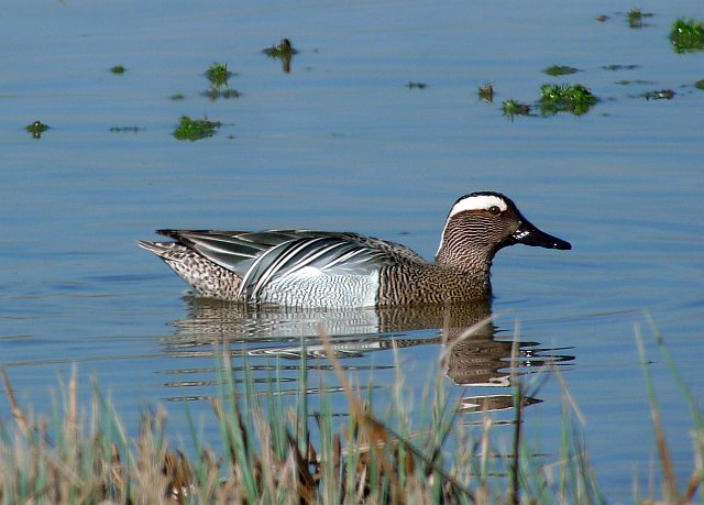 Knäkente &copy; Klaus Kirchmayer