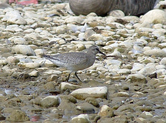 Knutt &copy; Klaus Kirchmayer 