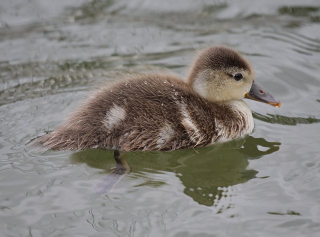 Kolbenente &copy; Christian Haass