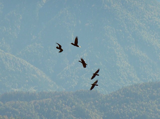 Kolkrabe &copy; Knut Höltke