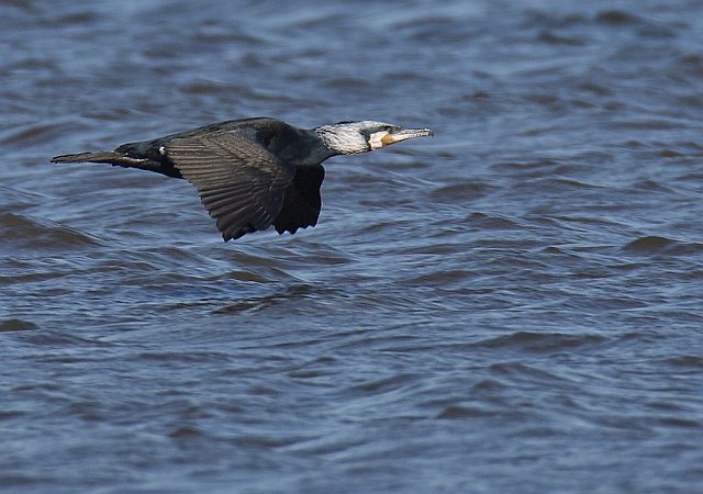 Kormoran &copy; Johannes Sänze