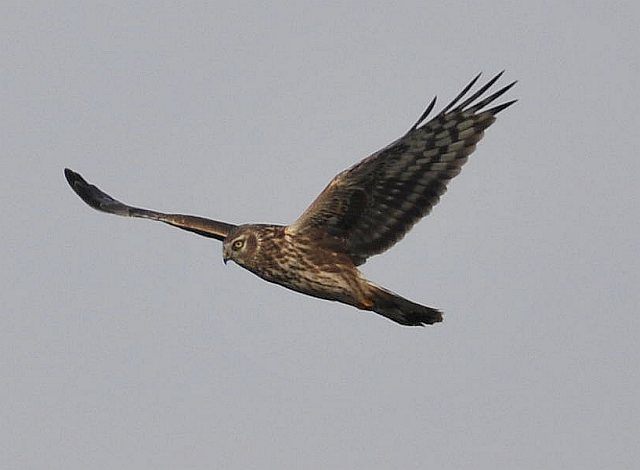 Kornweihe &copy; Norbert Estner