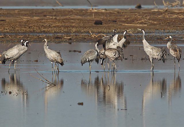 Kranich &copy; Michael Manitz