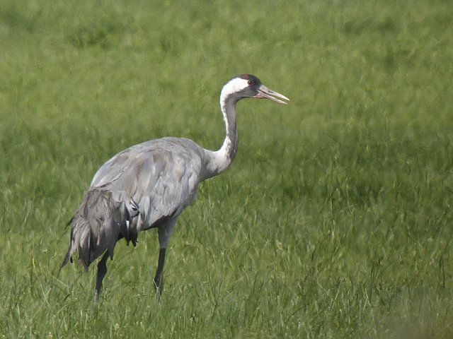 Kranich &copy; Knut Höltke