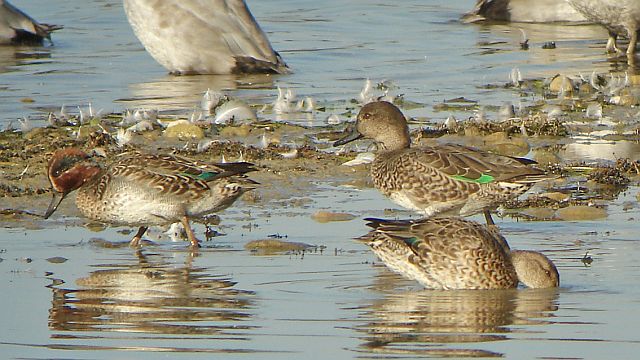 Krickente &copy; Werner Borok