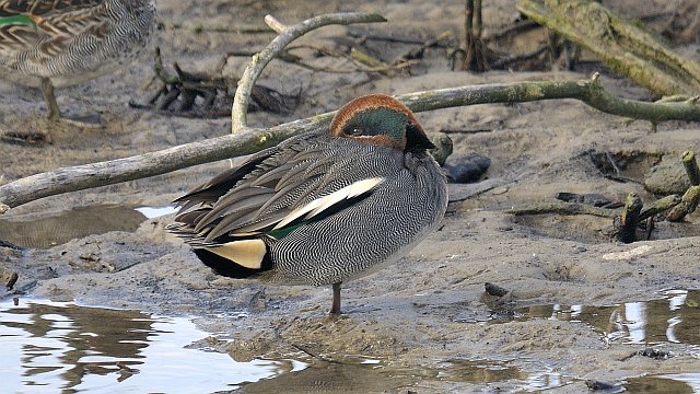Krickente &copy; Friedrich Renner