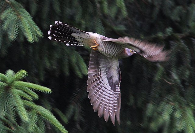 Kuckuck &copy; Jörg Langenberg