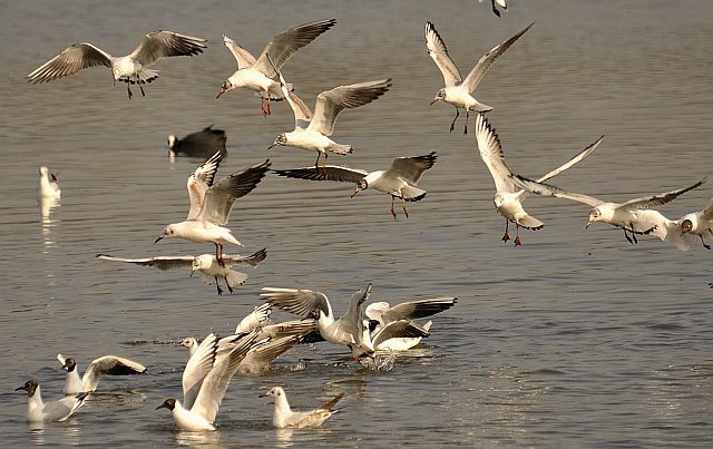 Lachmöwe &copy; Friedrich Renner