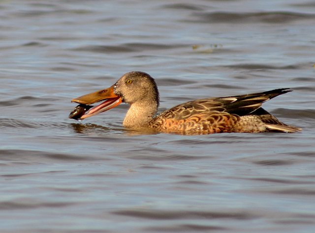 Löffelente &copy; Johann Zimmermann