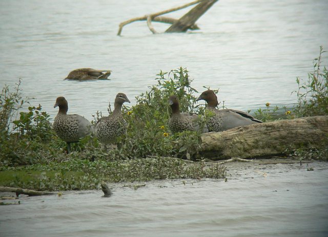 Mähnengans &copy; Alexander Scholz