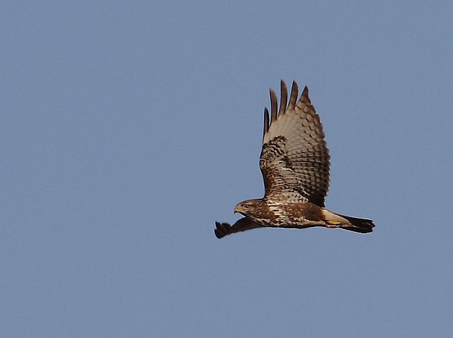 Mäusebussard &copy; Carl-Peter Herbolzheimer