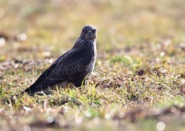 Mäusebussard &copy; Mark Kumke