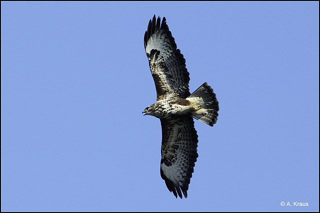 Mäusebussard &copy; Alexander Kraus