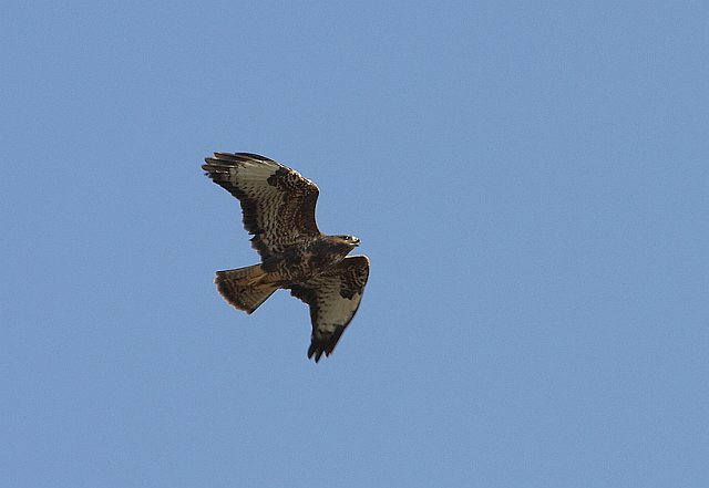 Mäusebussard &copy; Carl-Peter Herbolzheimer