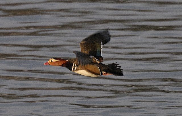 Mandarinente &copy; Friedrich Renner