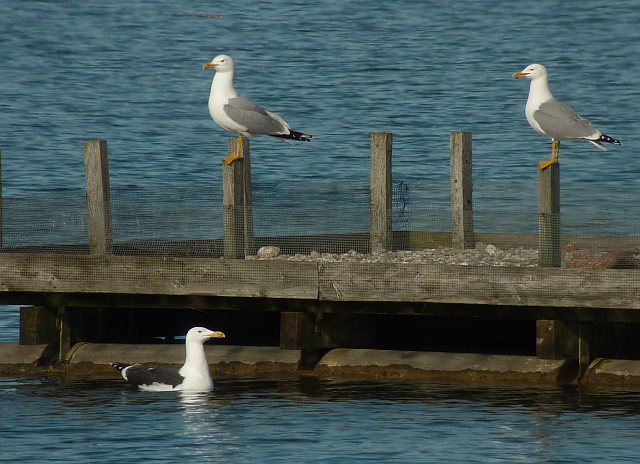 Mantelmöwe &copy; Sebastian Seibold