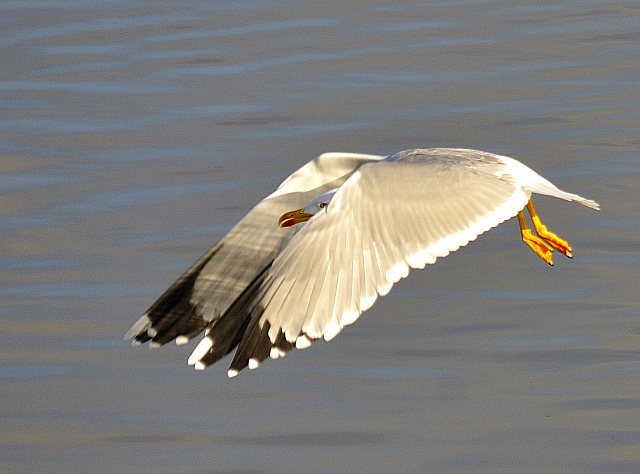 Mittelmeermöwe &copy; Friedrich Renner