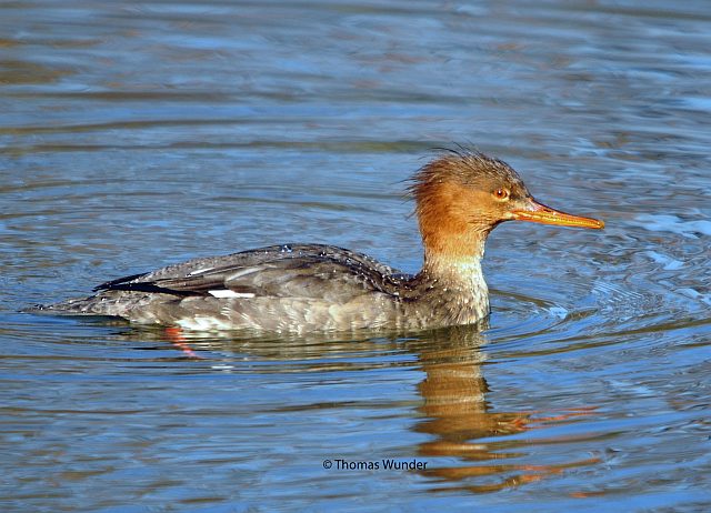 Mittelsäger &copy; Thomas Wunder