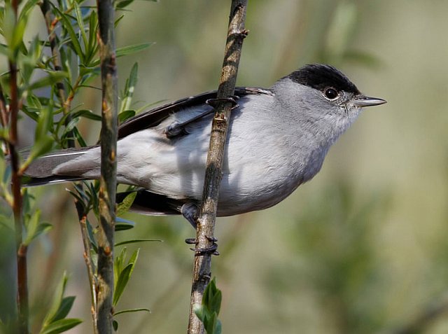 Mönchsgrasmücke &copy; Michael Manitz