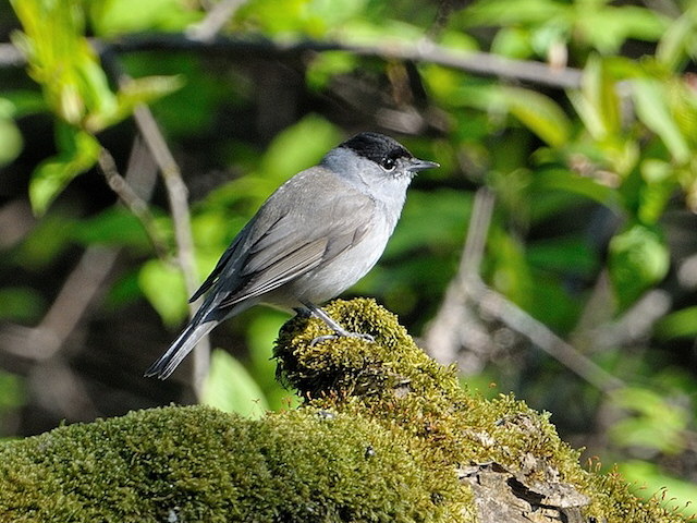 Mönchsgrasmücke &copy; Erich Pöhmerer