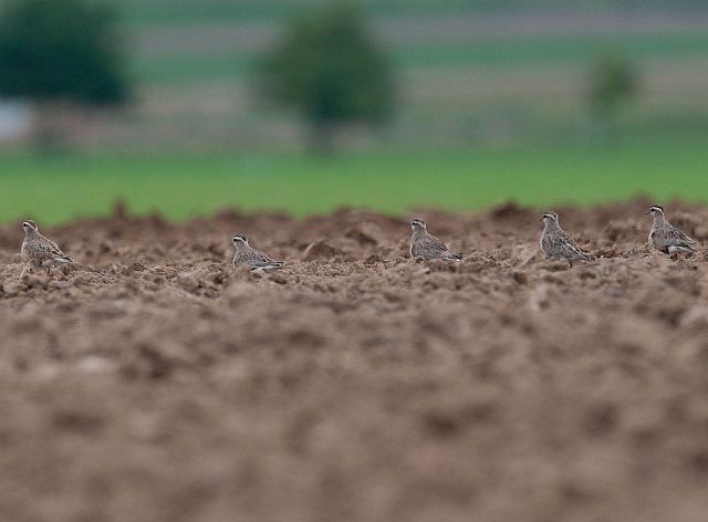Mornellregenpfeifer &copy; Thomas Langenberg