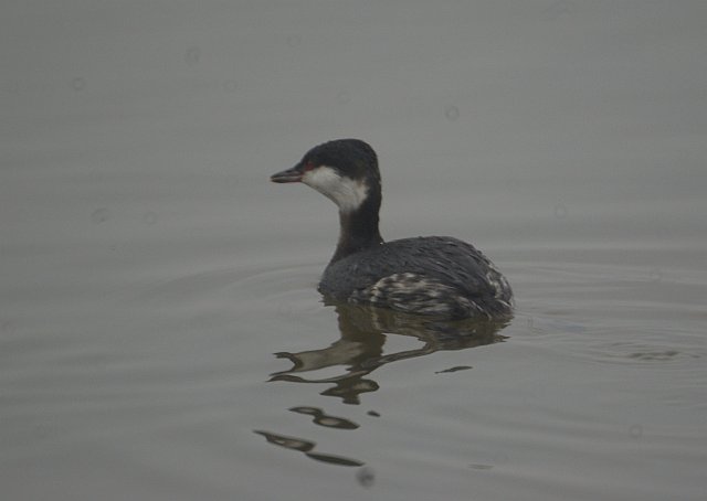 Ohrentaucher &copy; Tobias Epple