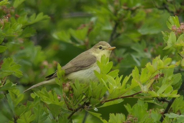 Orpheusspötter &copy; Johannes Honold