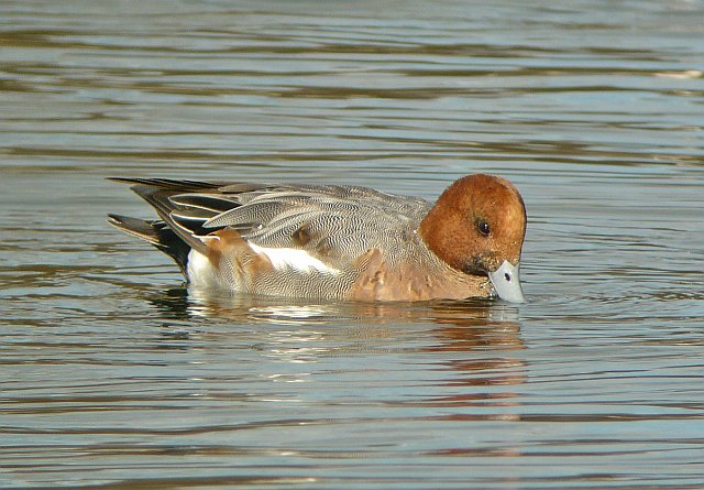 Pfeifente &copy; Werner Borok