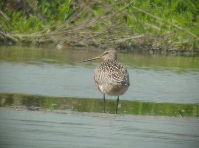 Pfuhlschnepfe &copy; Franz Segieth