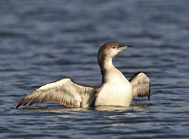 Prachttaucher &copy; Markus Römhild