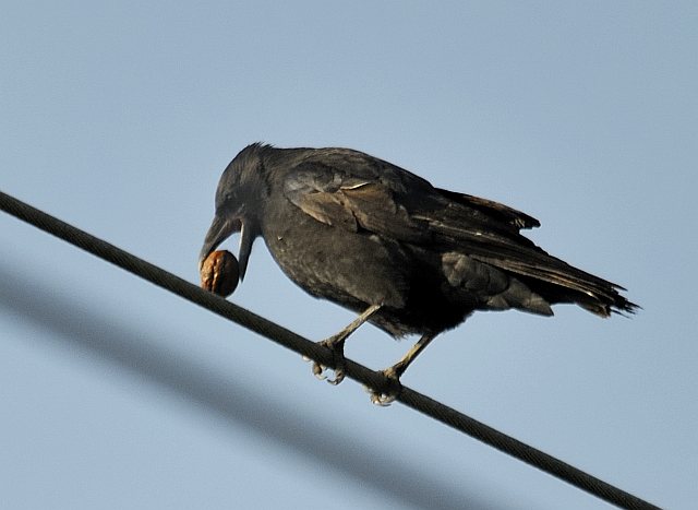 Rabenkrähe &copy; Friedrich Renner