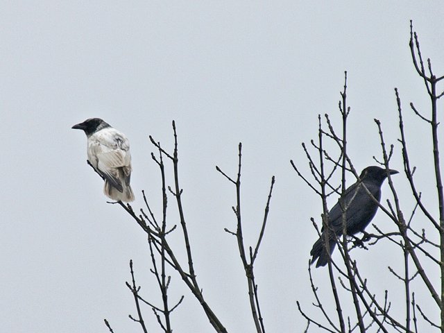 Rabenkrähe &copy; Franz Fischer