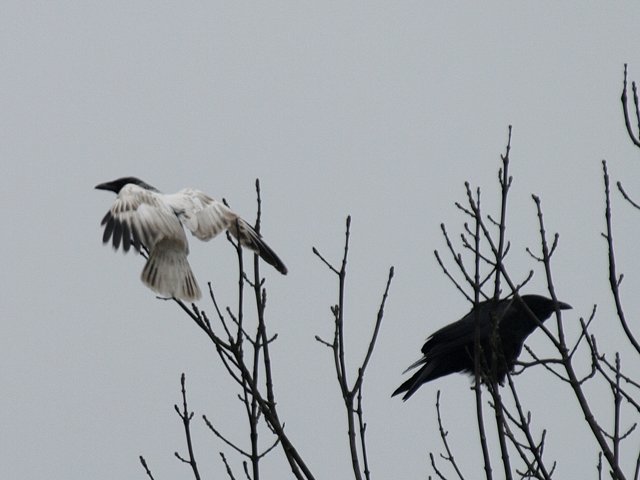 Rabenkrähe &copy; Franz Fischer