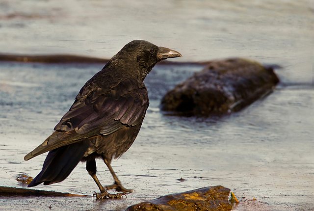 Rabenkrähe &copy; Michael Manitz