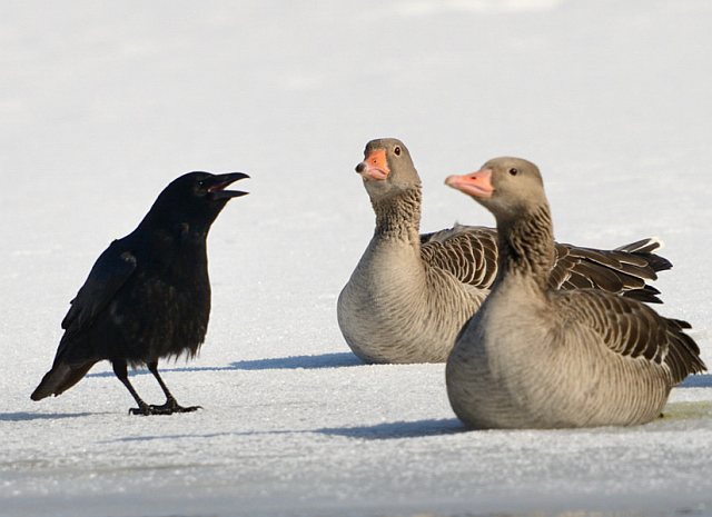 Rabenkrähe &copy; Johann Zimmermann