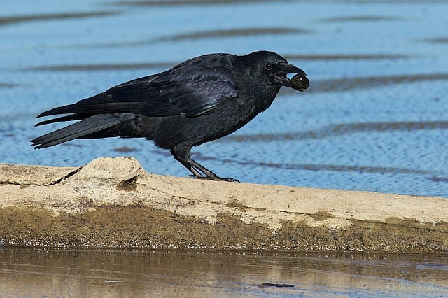 Rabenkrähe &copy; Horst Beer