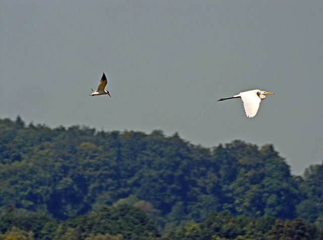 Raubseeschwalbe &copy; Jörg Möller 