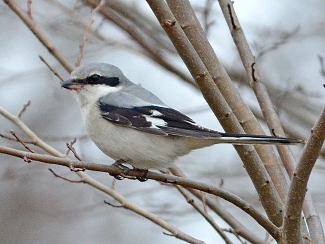 Raubwürger &copy; Stefan Tewinkel